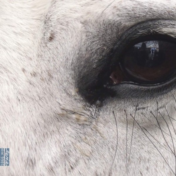 Dlugoszewski - Openings of the (eye) | Dux DUX1652